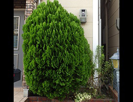 植木伐採作業前