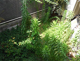 草刈作業前