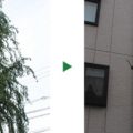 雲竜柳剪定