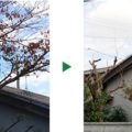 桜剪定