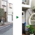 うどんこ病に罹ったシラカシの剪定