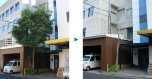 ネズミモチの剪定