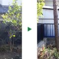 ゴールドクレストの植栽