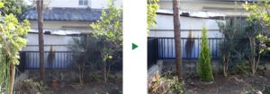 ゴールドクレストの植栽
