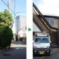 コノテガシワ剪定
