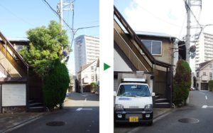コノテガシワ剪定