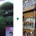 カイズカイブキ剪定