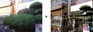 カイズカイブキ剪定