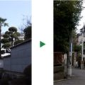 シュロ伐採