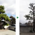 松の剪定