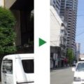 シラカシ　剪定