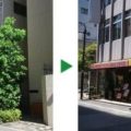 シラカシ剪定