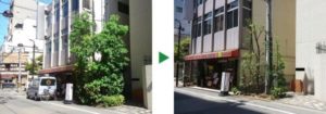 シラカシ剪定