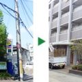 クスノキ　剪定