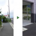 ヤマボウシ　剪定前後