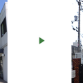 トウカエデ　剪定後