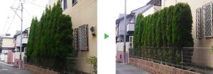 エメラルド　剪定