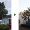 楠　剪定前　剪定後
