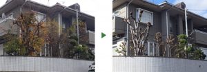 ケヤキ　剪定
