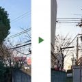 クスノキ　剪定前後