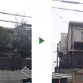 モチノキ　伐採前・伐採後