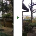 黒松　伐採前後