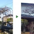 シダレザクラ　剪定前後