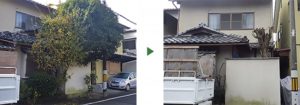 グミノキ　剪定