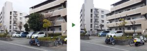 アラカシ　剪定前・後