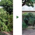 手入れ前