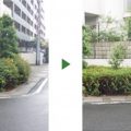 ヒペリカムの剪定