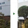 ザクロの剪定