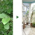 雑草だらけの庭のビフォアアフター
