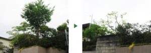 桜の伐採前後