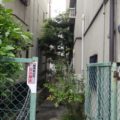 伐採