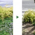 虫に喰われたオリーブの木