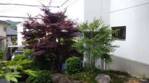 庭手入れ
