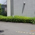 庭木剪定