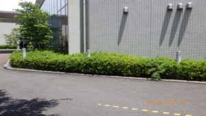 庭木剪定
