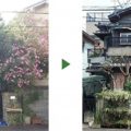 キョウチクトウ剪定前後