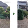ウバメガシ生垣（左）剪定前後