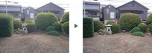 ウバメガシ生垣（左）剪定前後