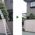 モッコク剪定前後