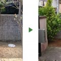 キョウチクトウ撤去前後