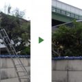 傾いた木の伐採前後