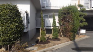 植栽後のカイヅカイブキ