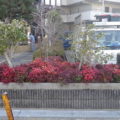 植え替え後