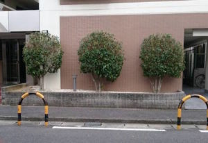 キンモクセイ植木剪定後