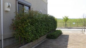 庭木剪定作業後