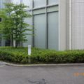 庭木手入れ後